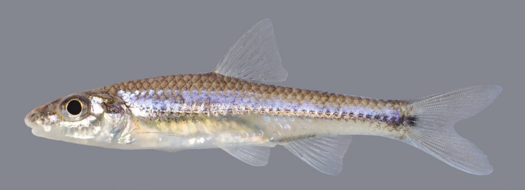 Lateral view of a longjaw minnow