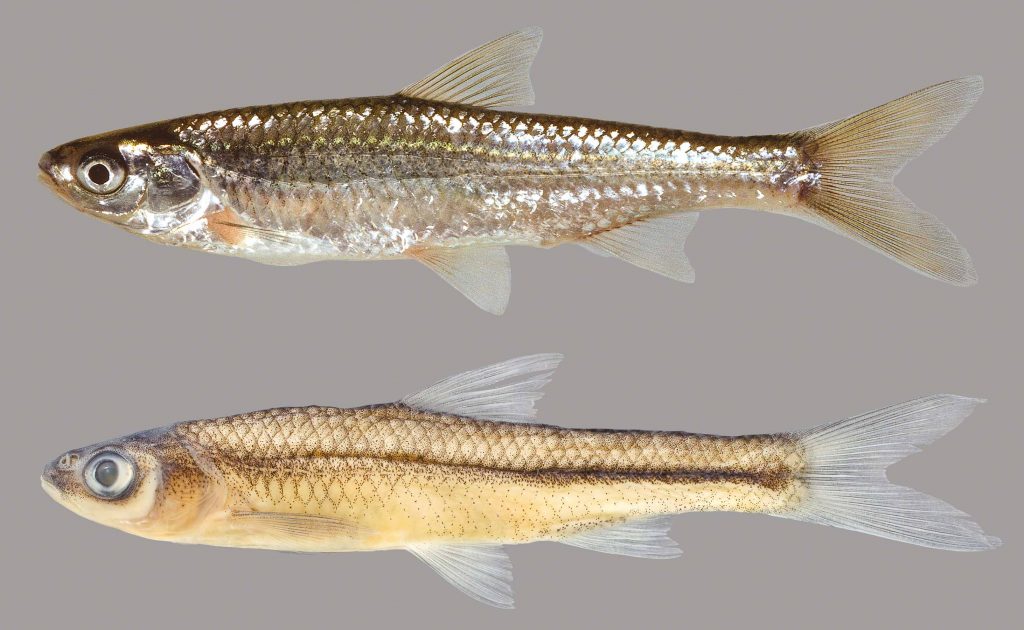 Lateral view of two Cypress minnows