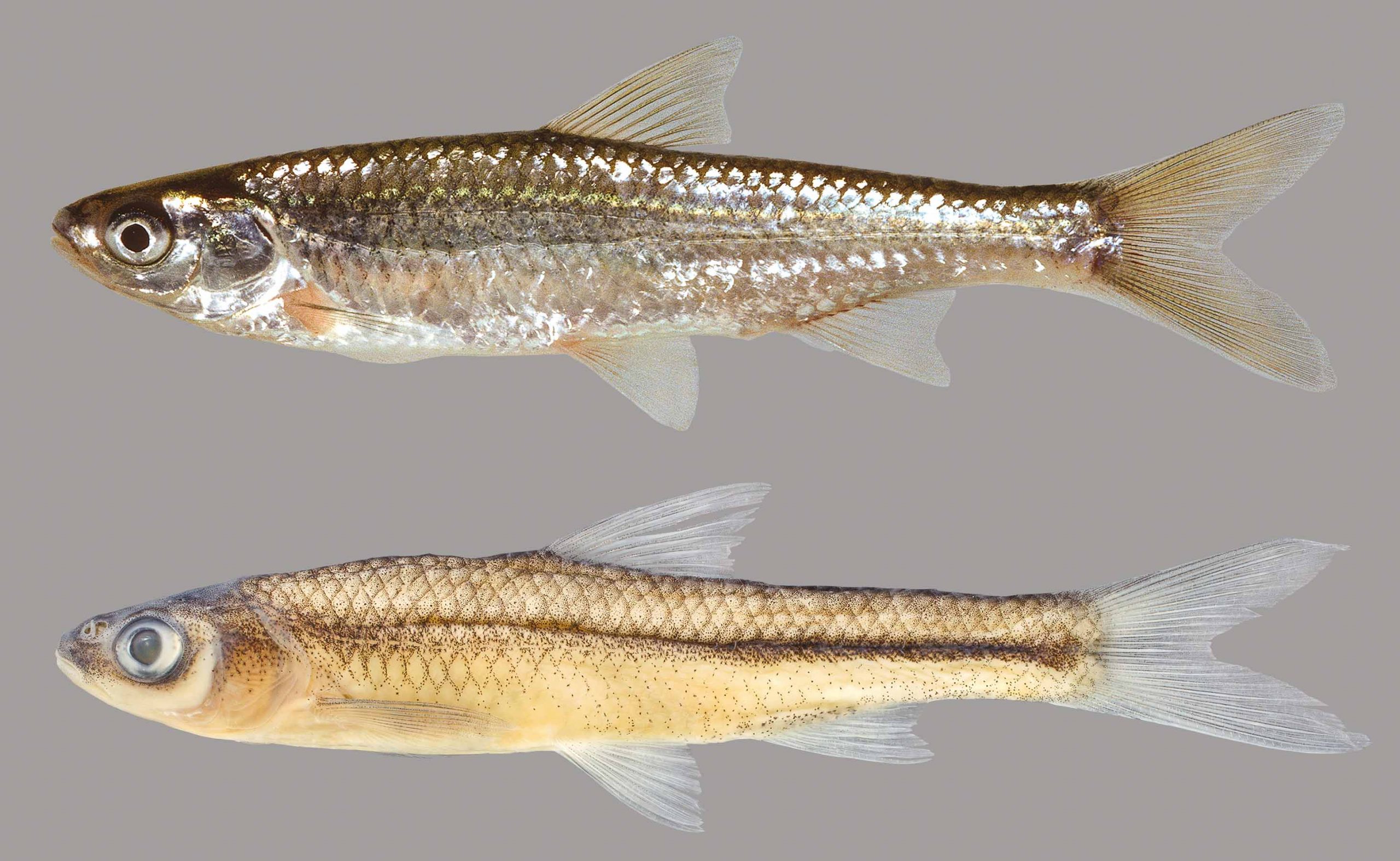 Cypress Minnow – Discover Fishes