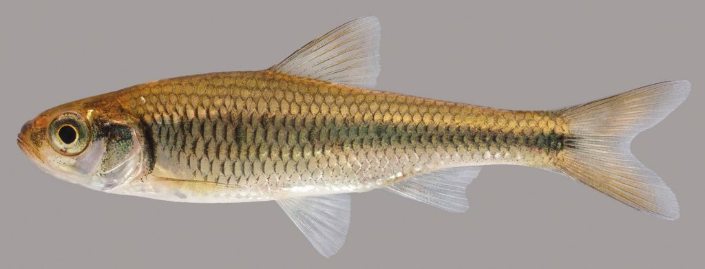Lateral view of a striped shiner