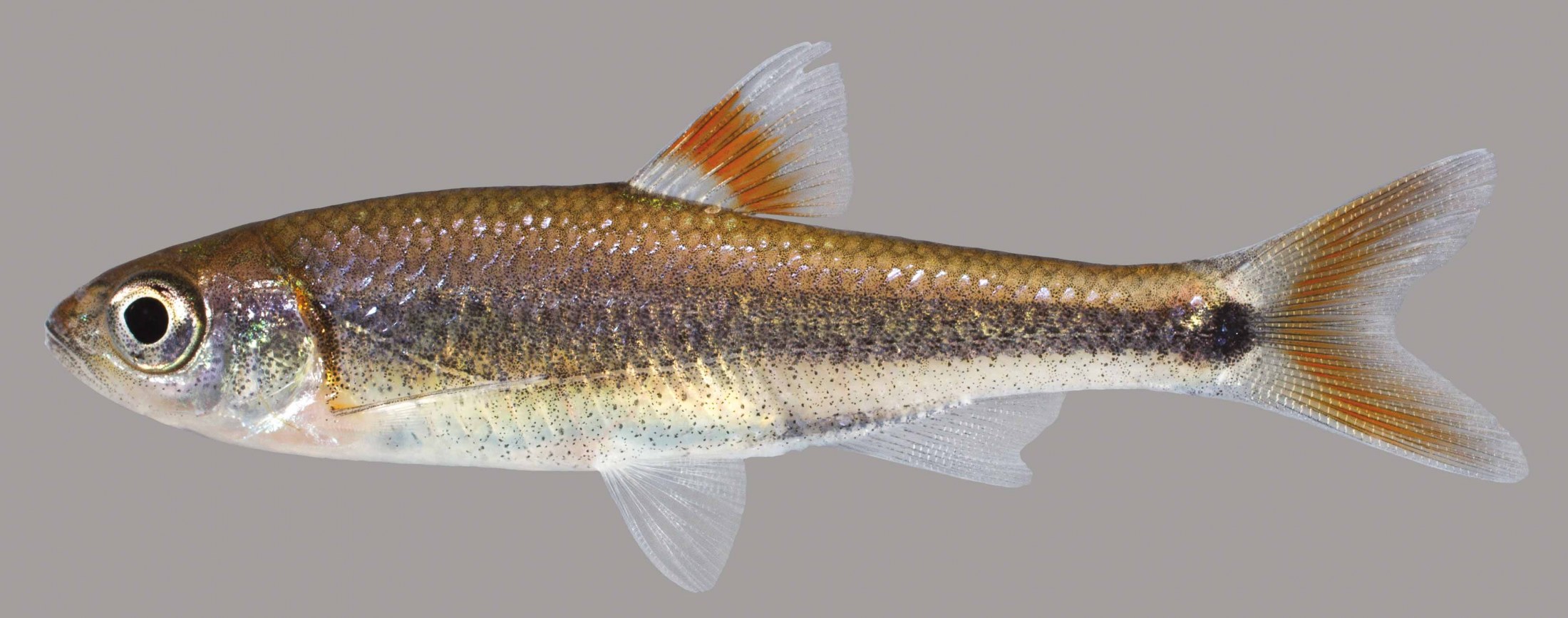 Bandfin Shiner – Discover Fishes