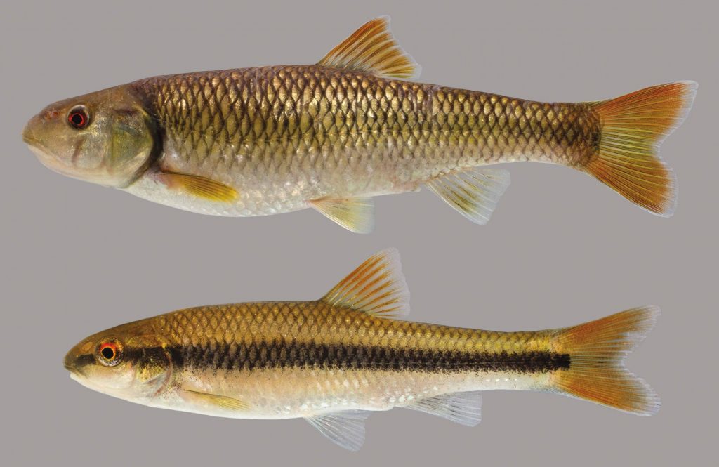 Lateral view of a bluehead chub