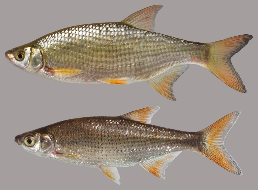 Lateral view of two golden shiners