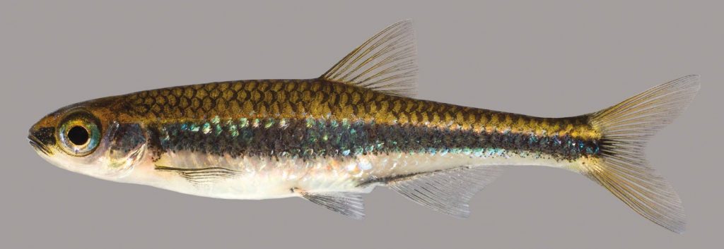 Lateral view of a dusky shiner