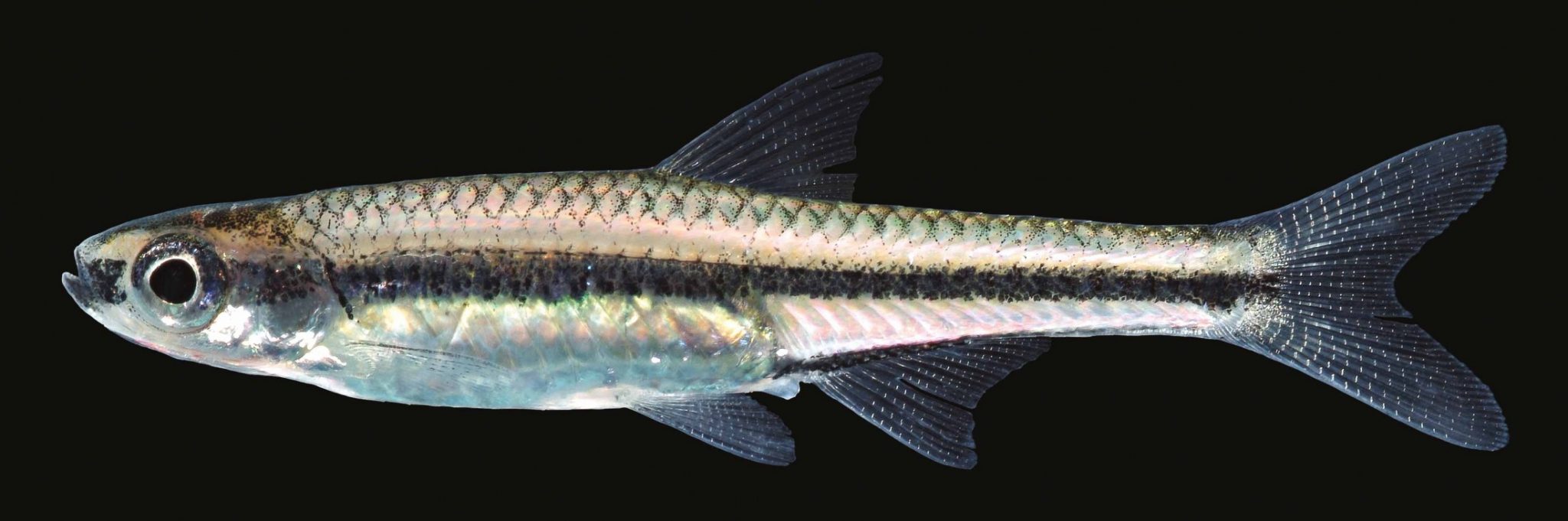 Blackmouth Shiner Discover Fishes