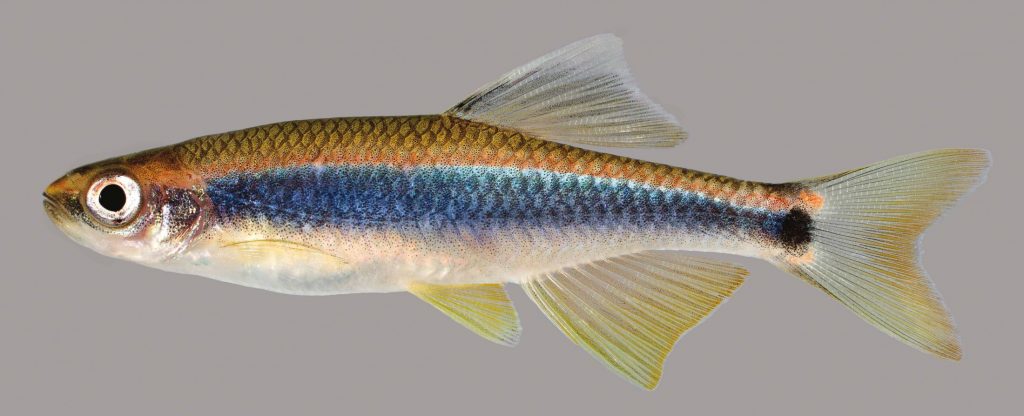 Lateral view of an Apalachee shiner