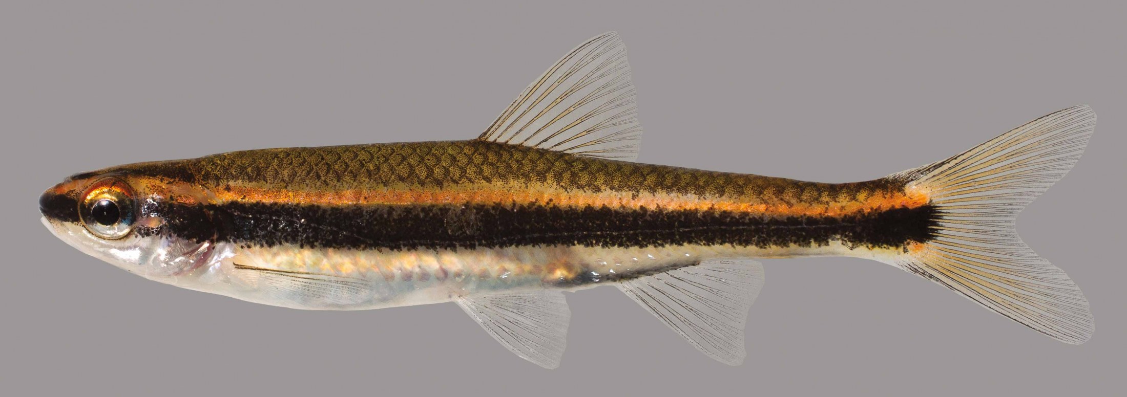 Redeye Chub – Discover Fishes