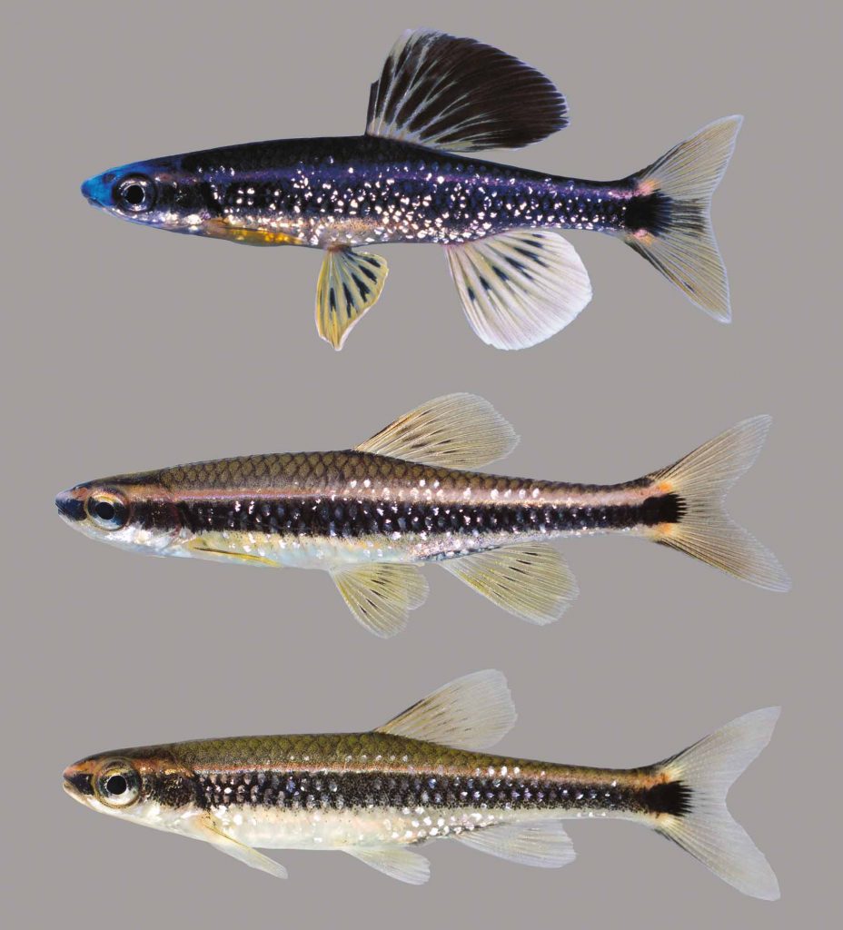Lateral view of bluenose shiner
