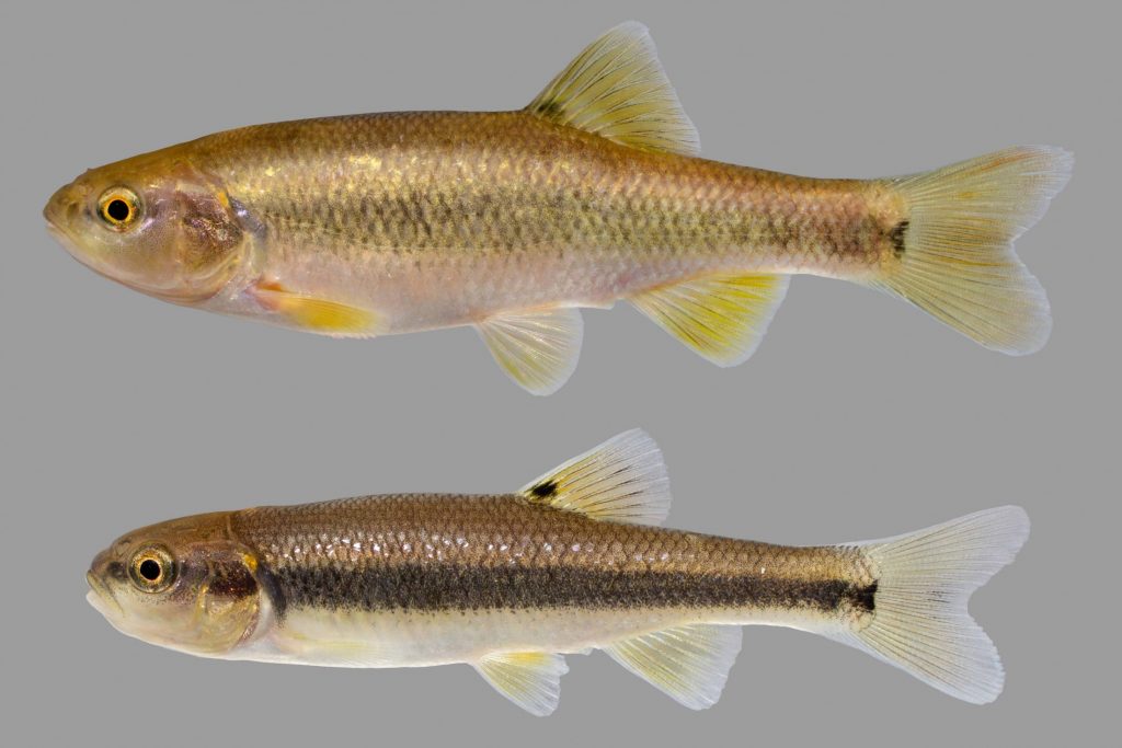 Lateral view of a Dixie chub