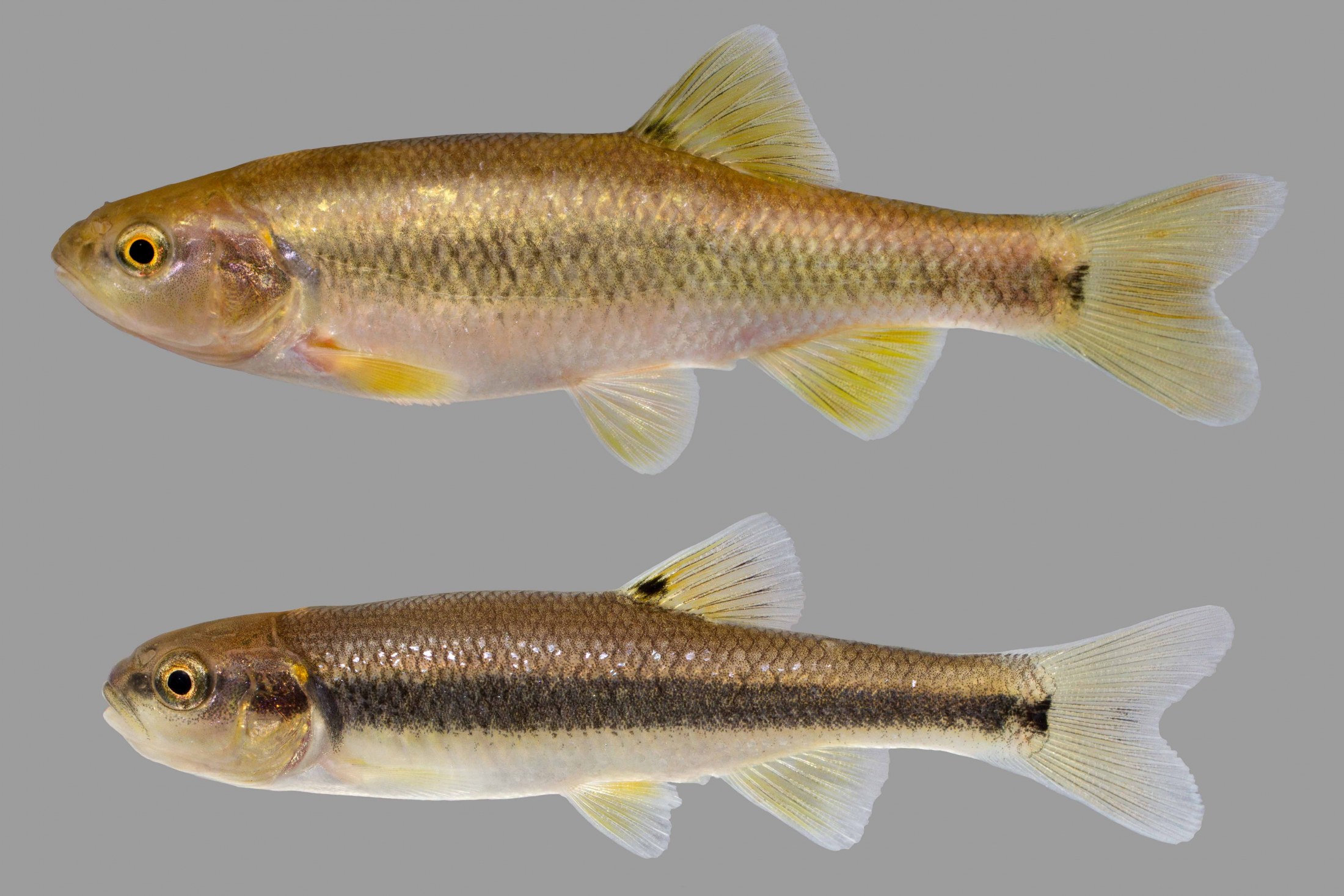 Dixie Chub – Discover Fishes