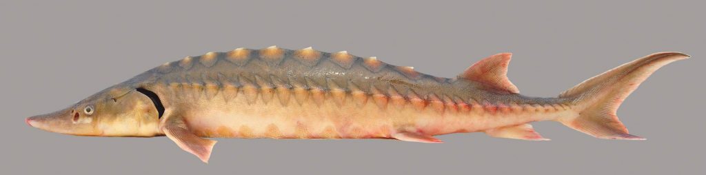A lateral view of the shortnose sturgeon