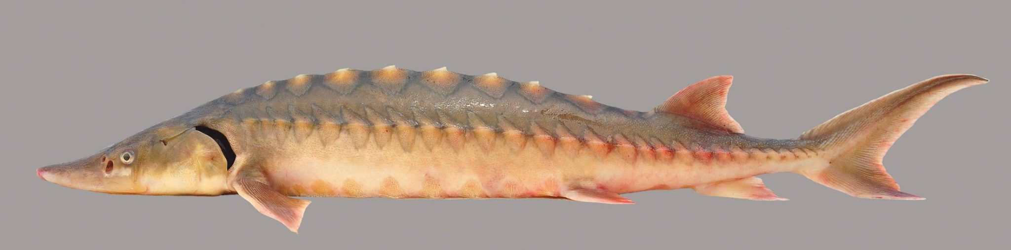 Shortnose Sturgeon Discover Fishes