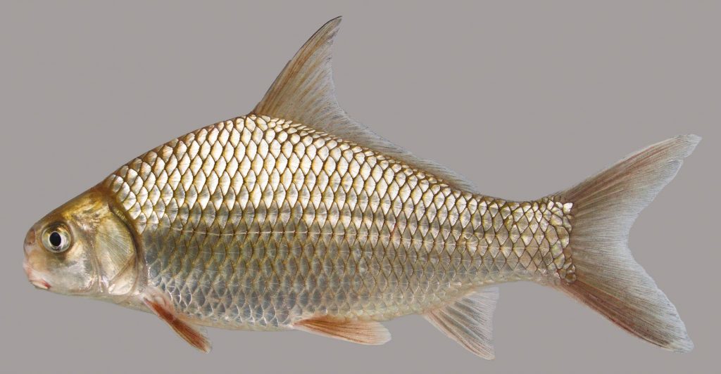 Lateral view of a highfin carpsucker