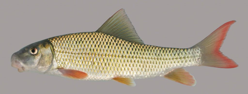 Lateral view of a river redhorse