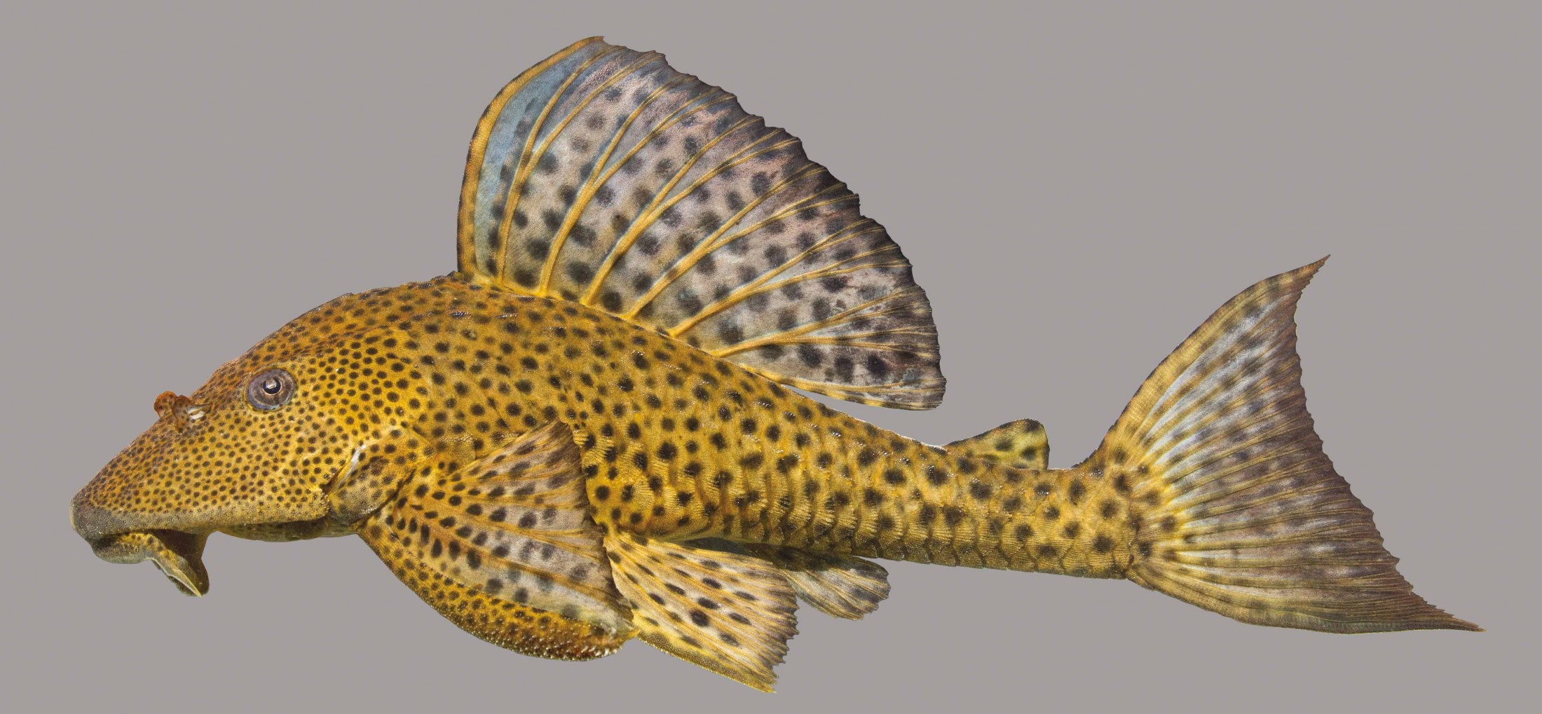 Lateral view of a suckermouth catfish