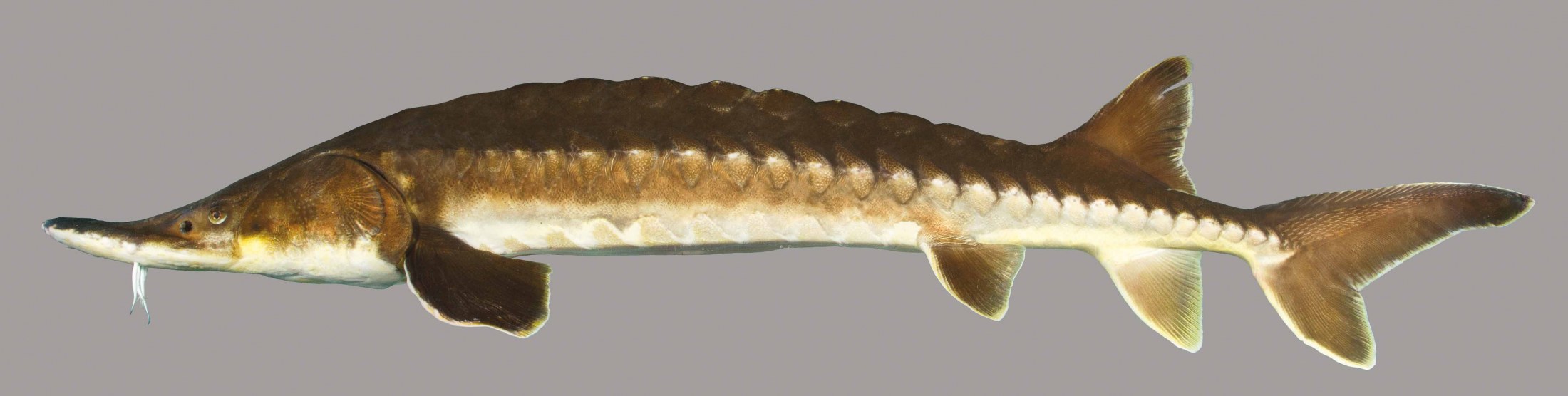 A lateral view of the Gulf Sturgeon