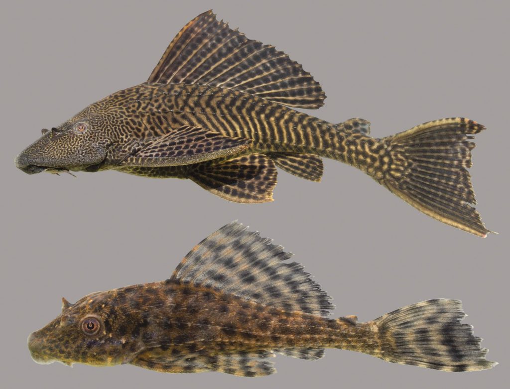 Lateral view of a sailfin catfish
