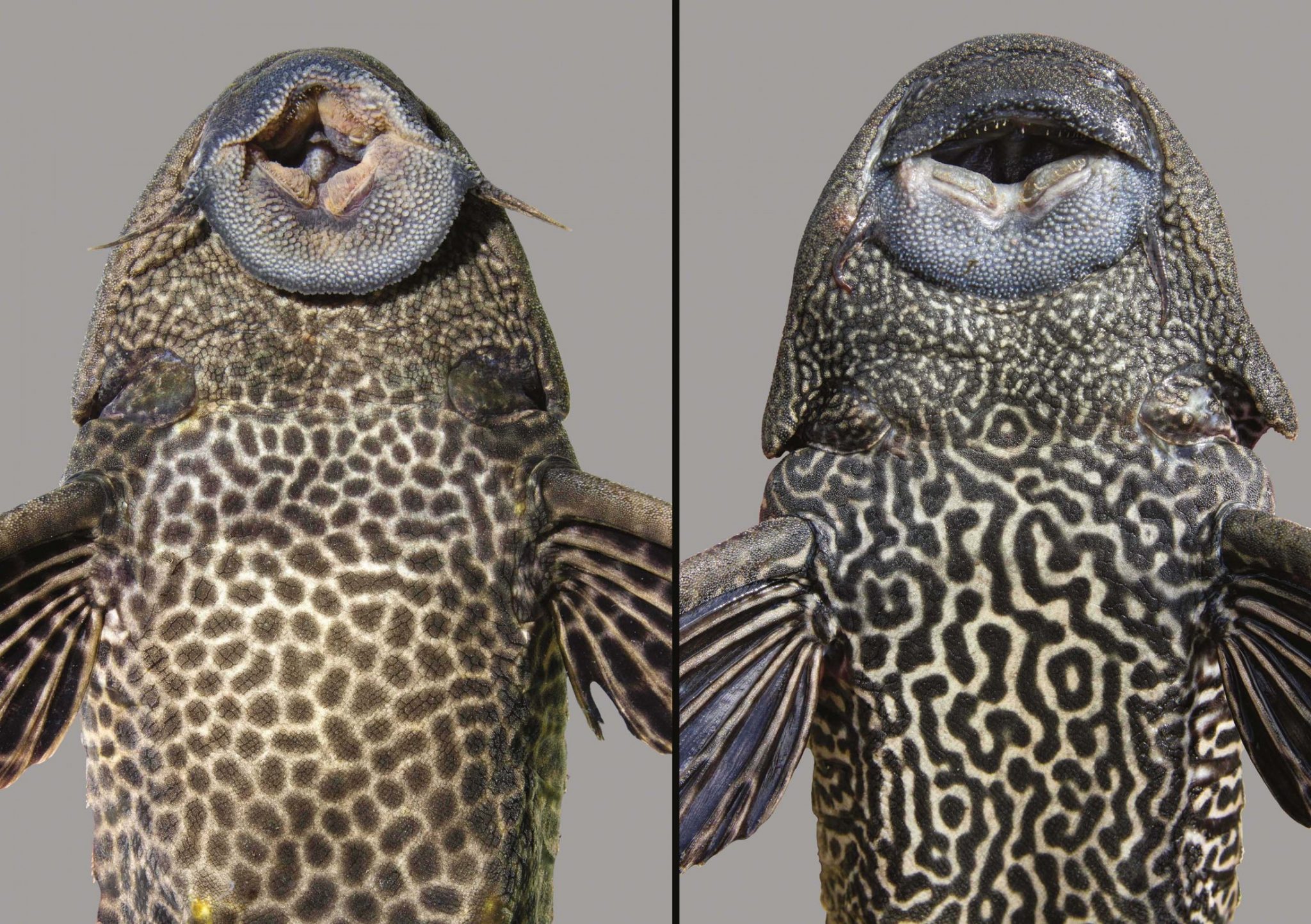 Sailfin Catfishes Discover Fishes