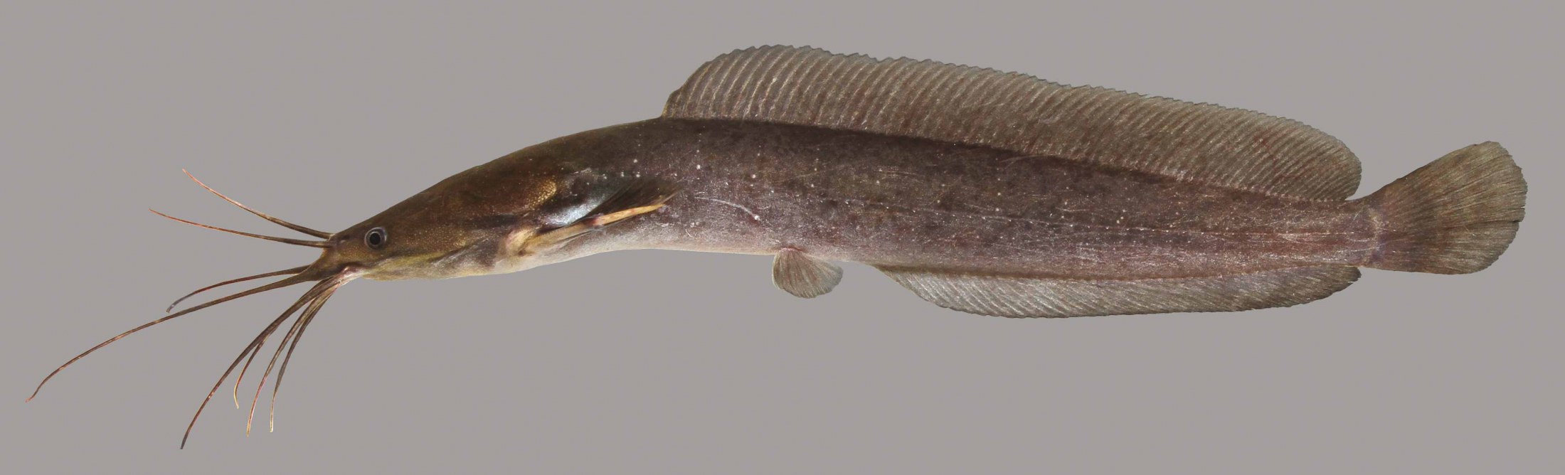 Lateral view of a walking catfish