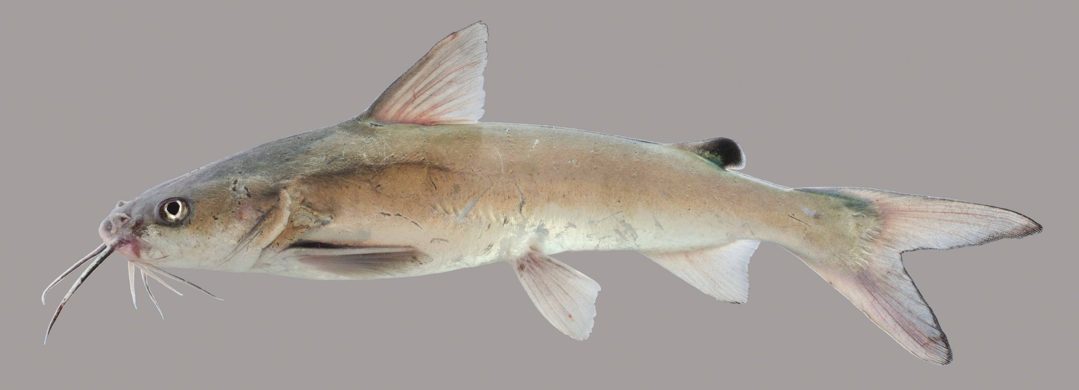 Lateral view of a hardhead catfish