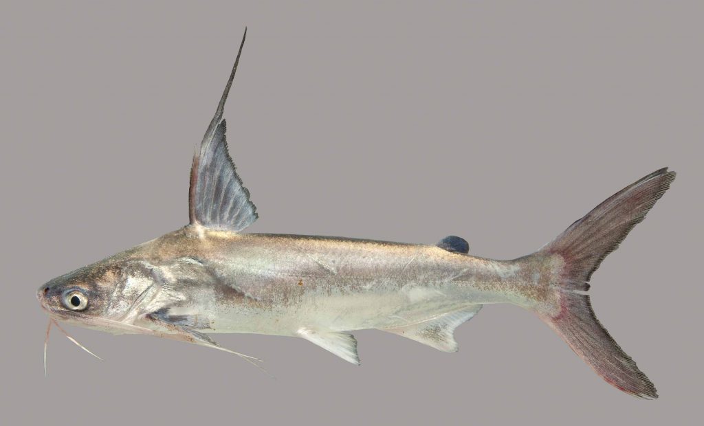 Lateral view of a gafftopsail catfish