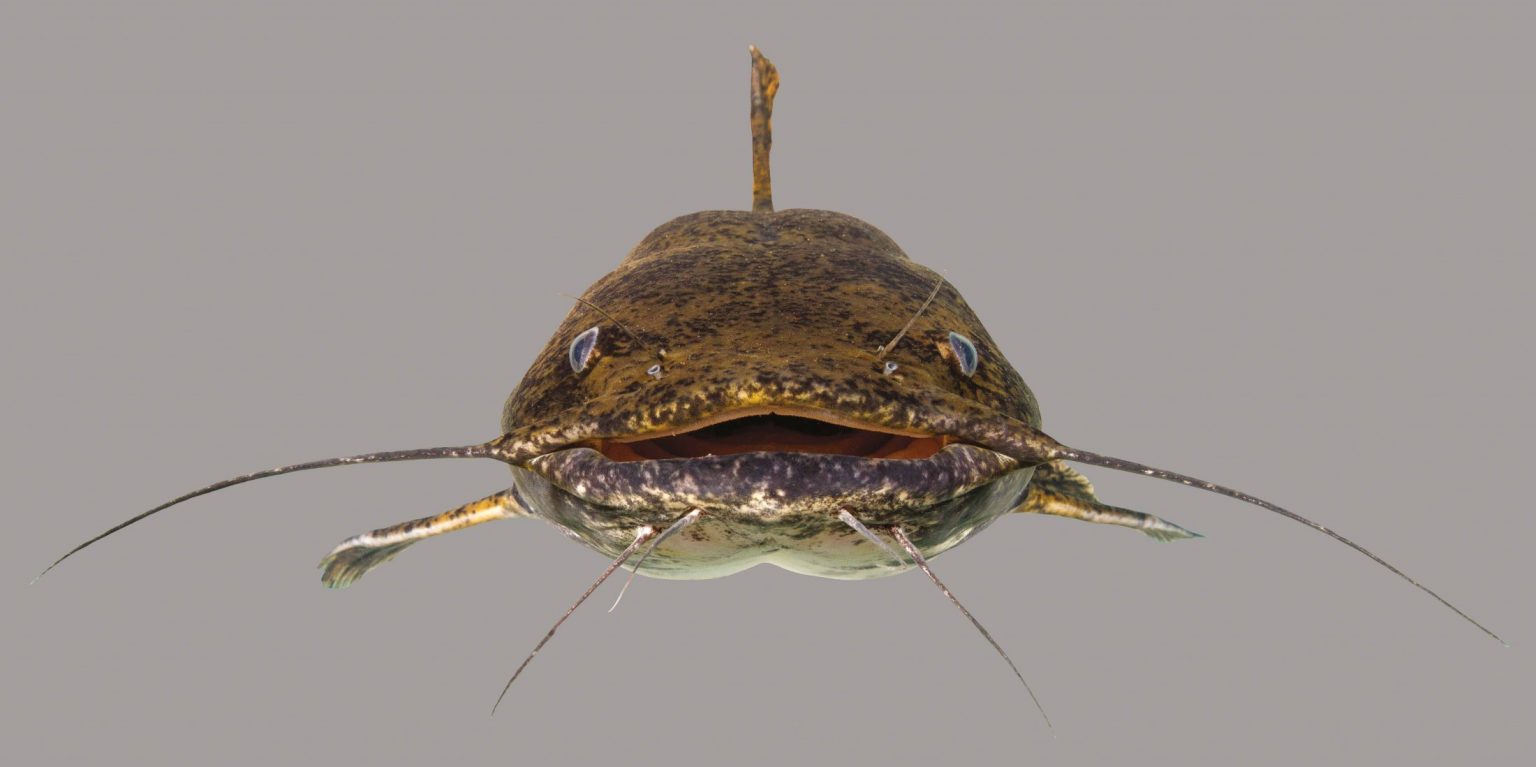Flathead Catfish Discover Fishes