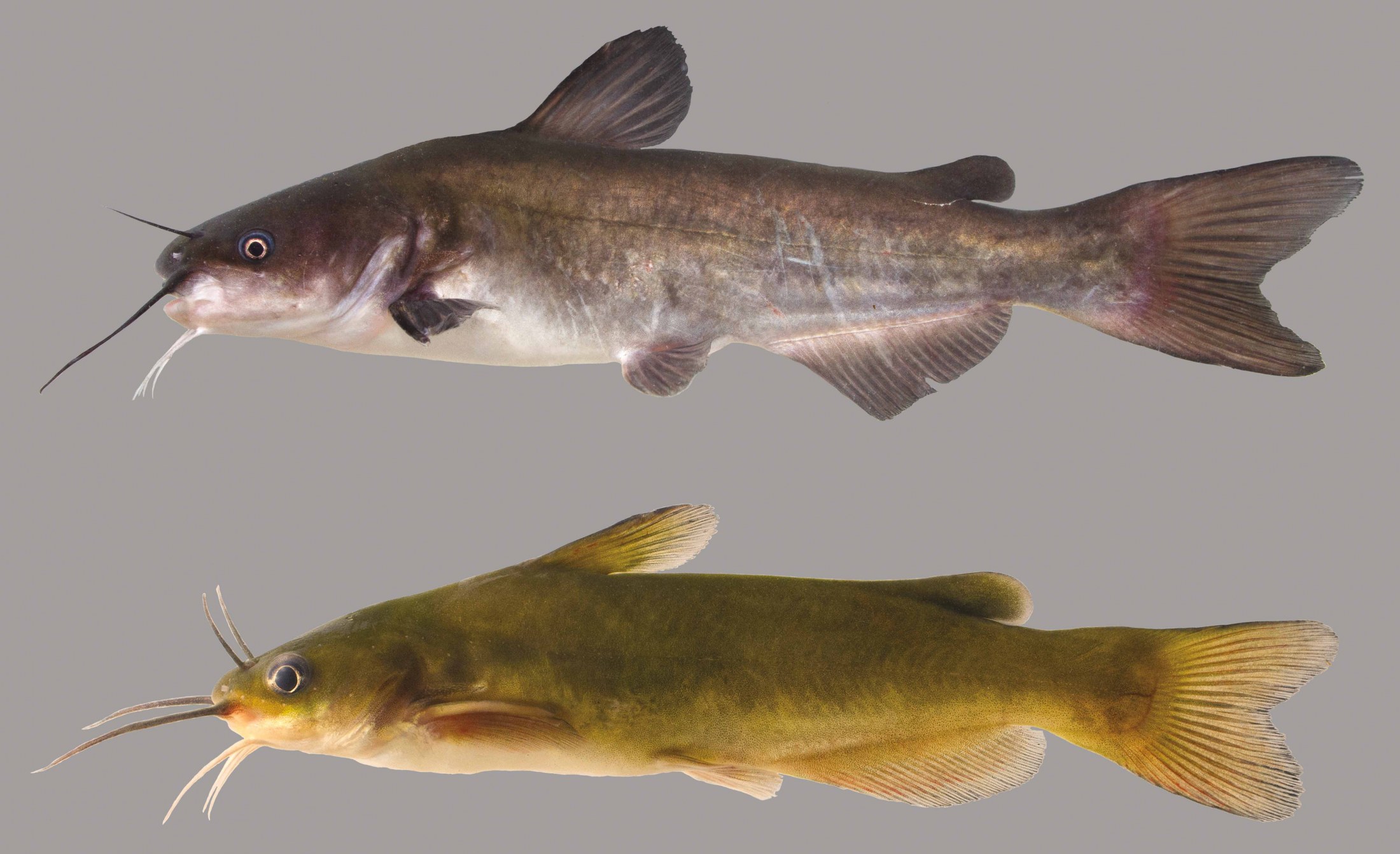 Lateral view of two white catfishes