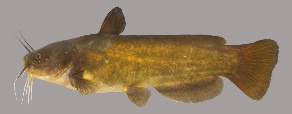 Lateral view of a yellow bullhead