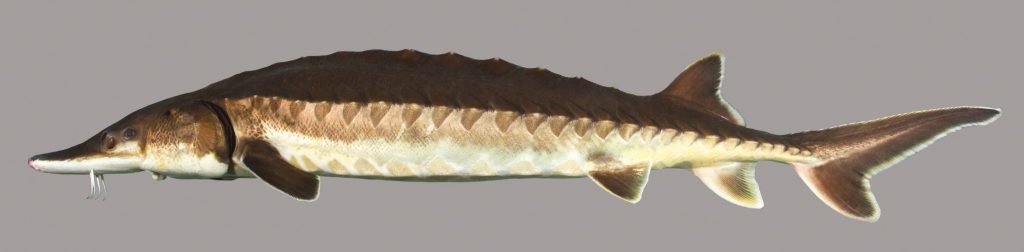 A lateral view of the Atlantic Sturgeon