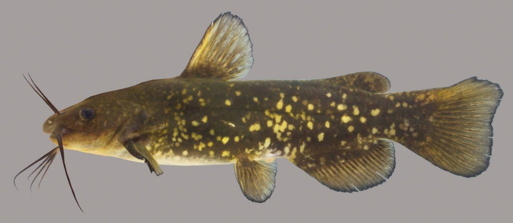 Lateral view of a spotted bullhead