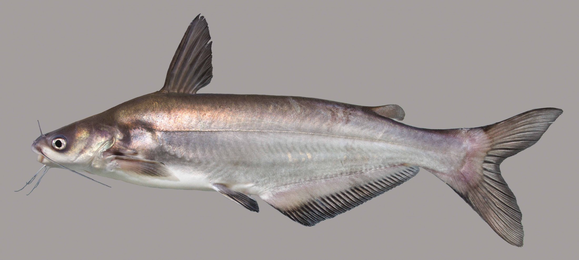 Lateral view of a blue catfish
