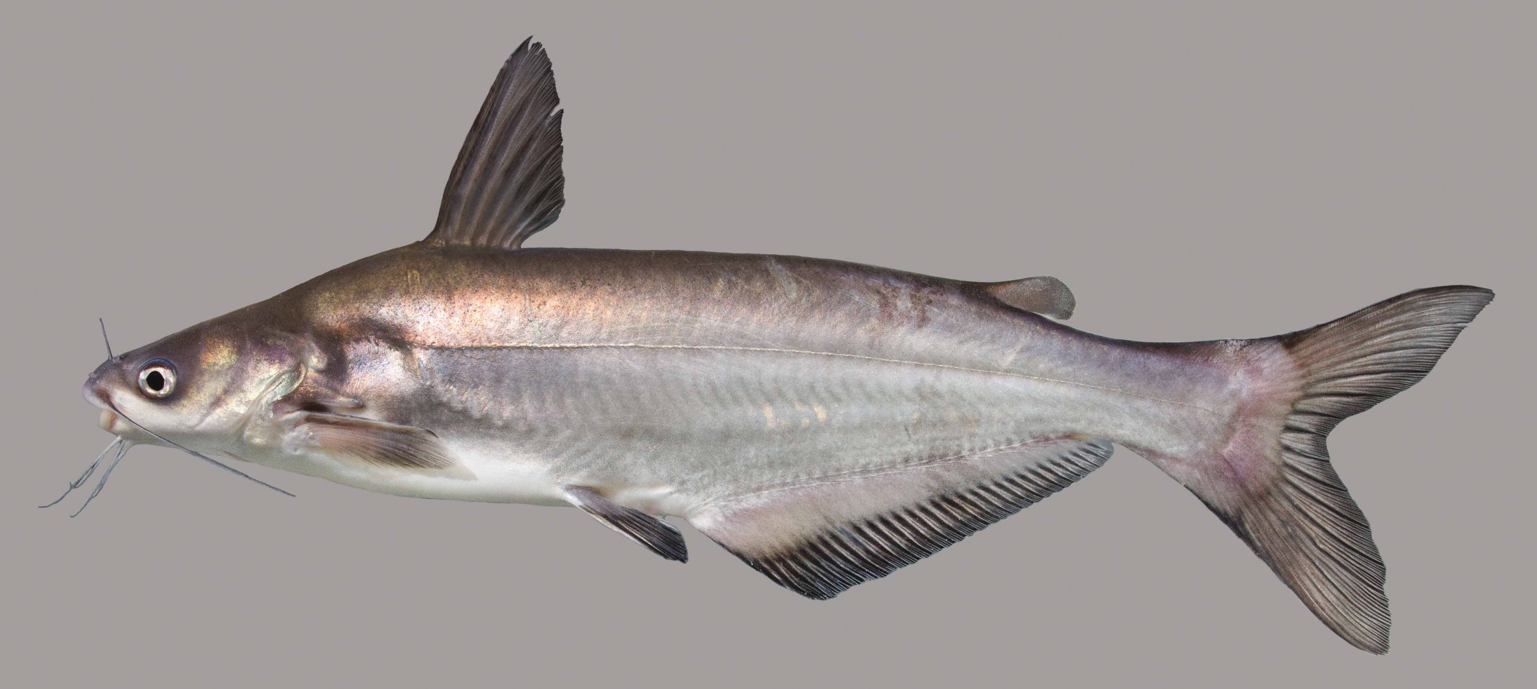Blue Catfish