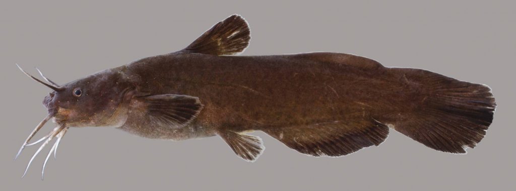 Lateral view of a black madtom
