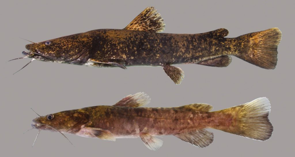 Lateral view of flathead catfish
