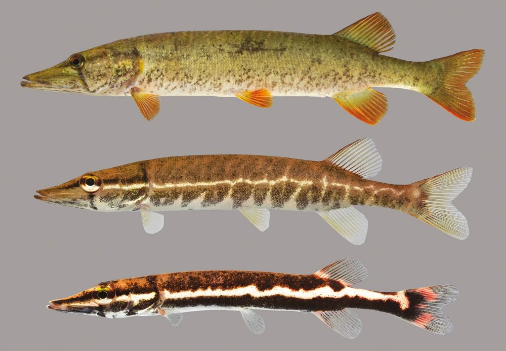 Lateral view of redfin pickerel