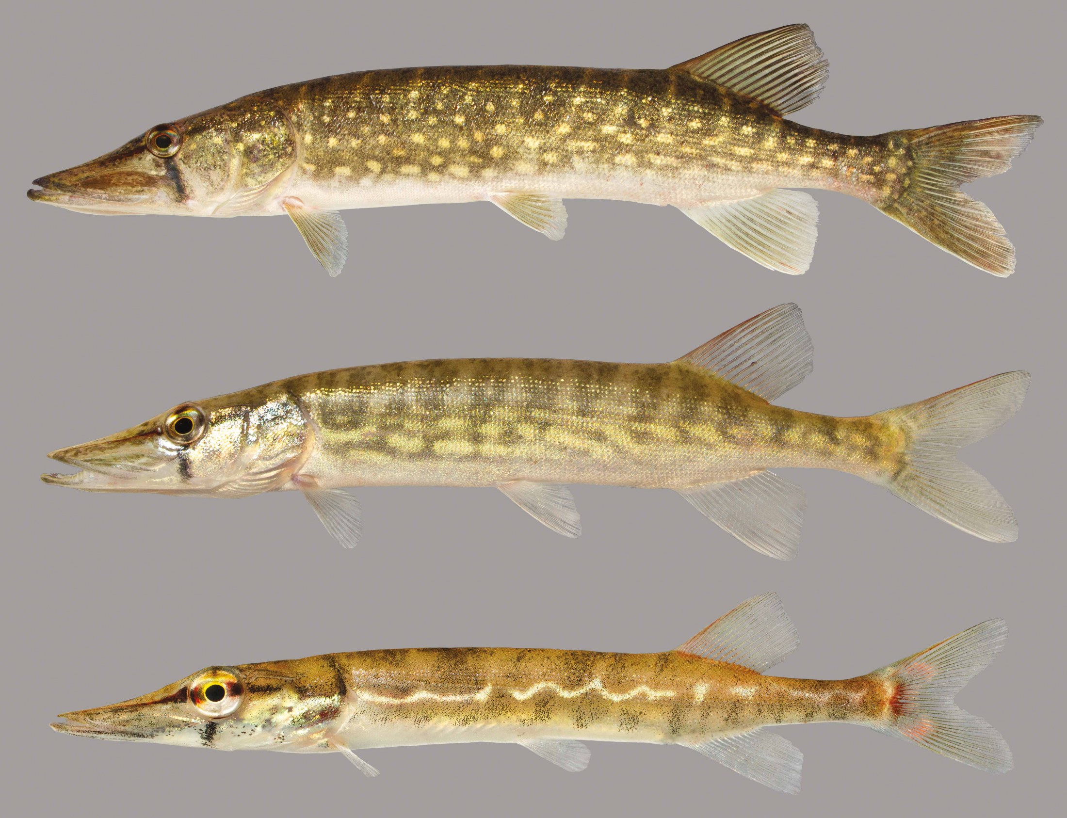 Lateral view of chain pickerel