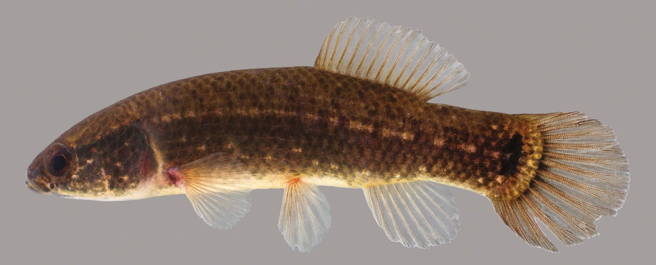 Eastern Mudminnow – Discover Fishes