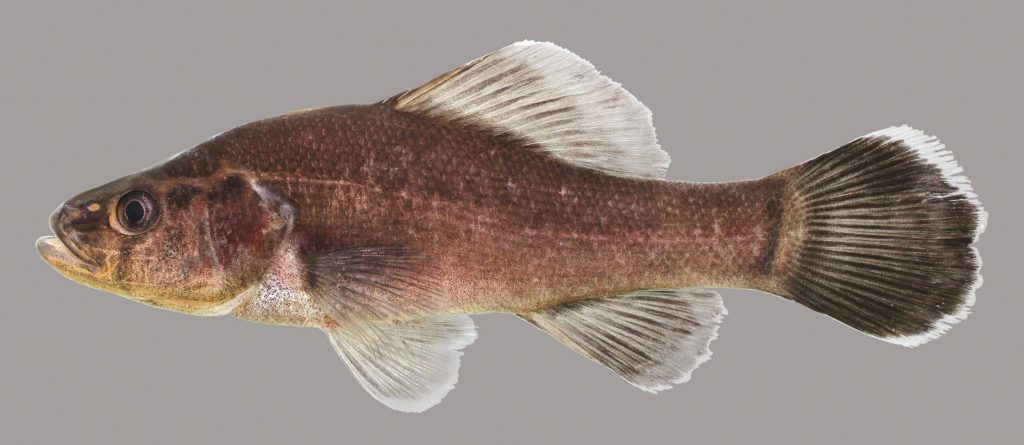 Lateral view of a pirate perch
