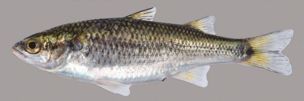 Lateral view of a mountain mullet