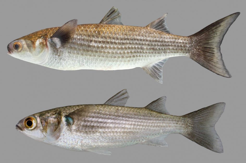 Lateral view of striped mullet
