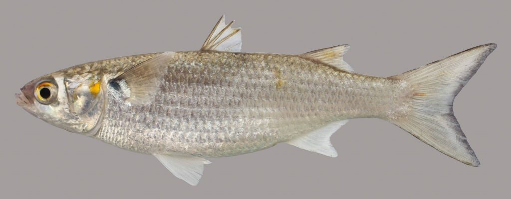 Lateral view of a white mullet