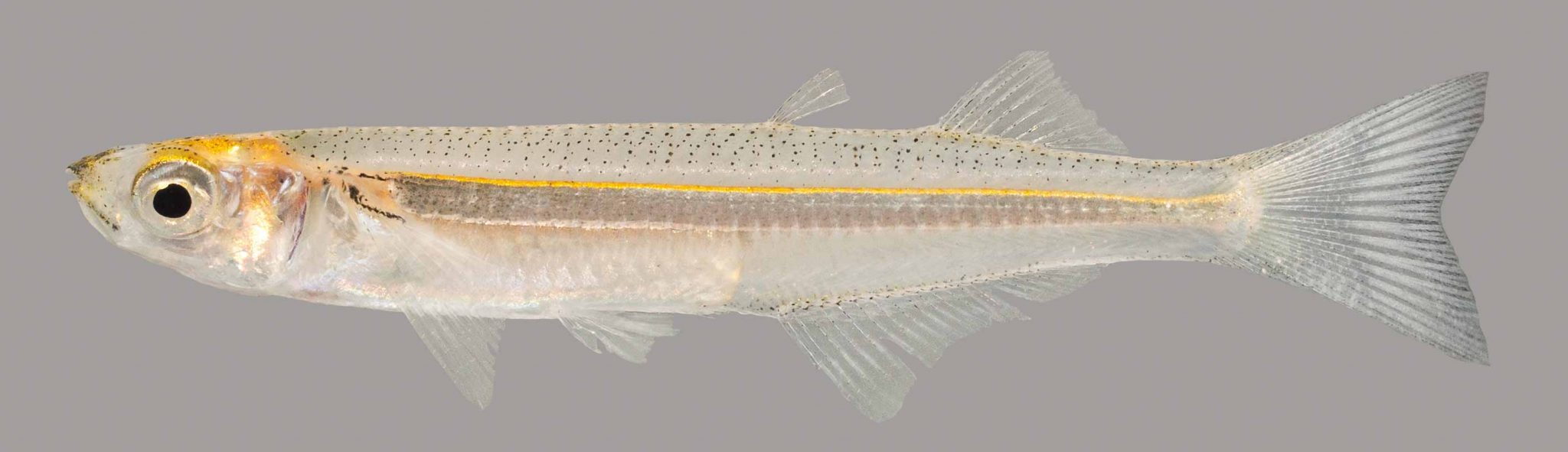 Rough Silverside Discover Fishes