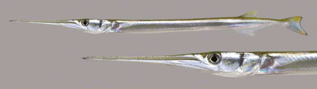 Lateral view of an Atlantic needlefish