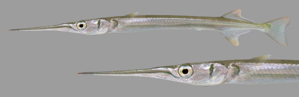 Lateral view of a redfin needlefish
