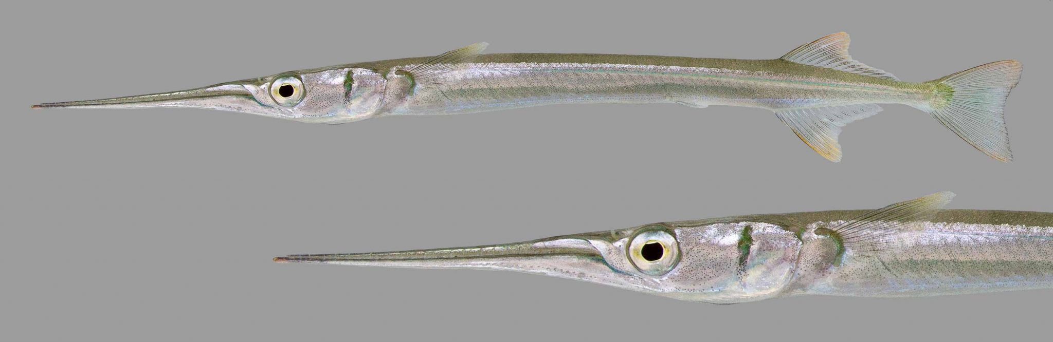 Redfin Needlefish Discover Fishes