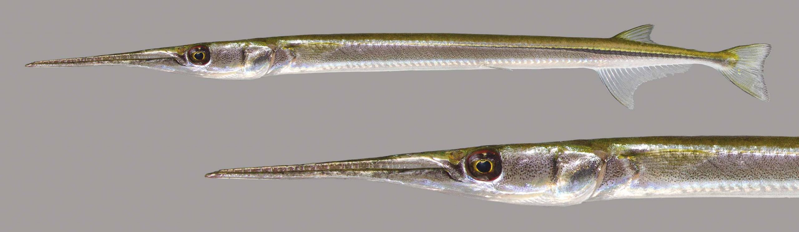 Lateral view of a Timucú