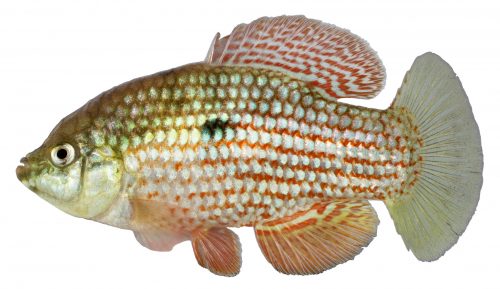 Lateral view of a fish