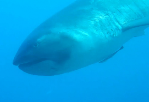 The shark with a big mouth, Megamouth shark from hungry shark world.