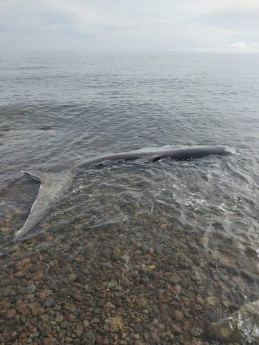 Megamouth shark dead in shallow water