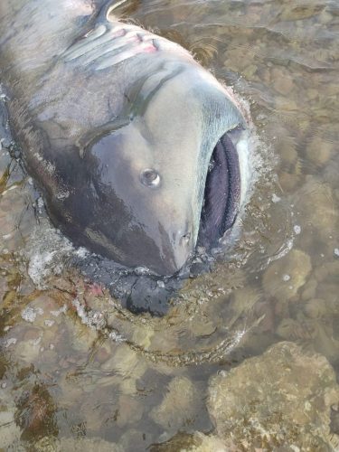 Megamouth shark dead in shallow water